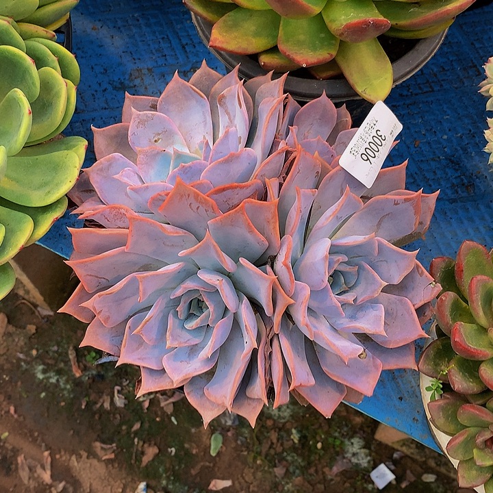 花***花   露西娜多肉30006