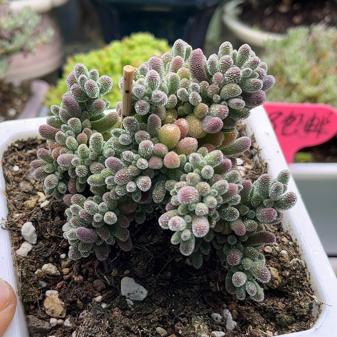 41冰晶优选枝干番杏