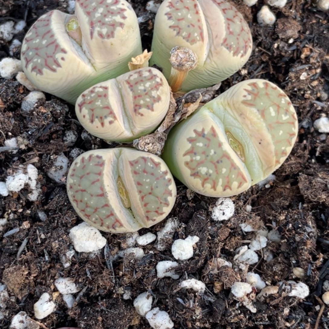 非偏远满20包邮547