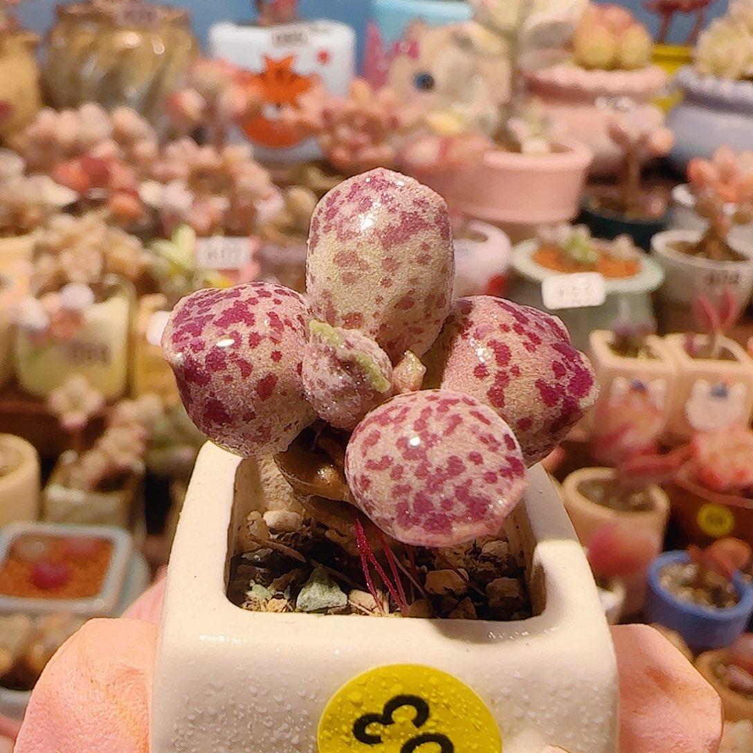 T可爱粉丸盆口2.5cm