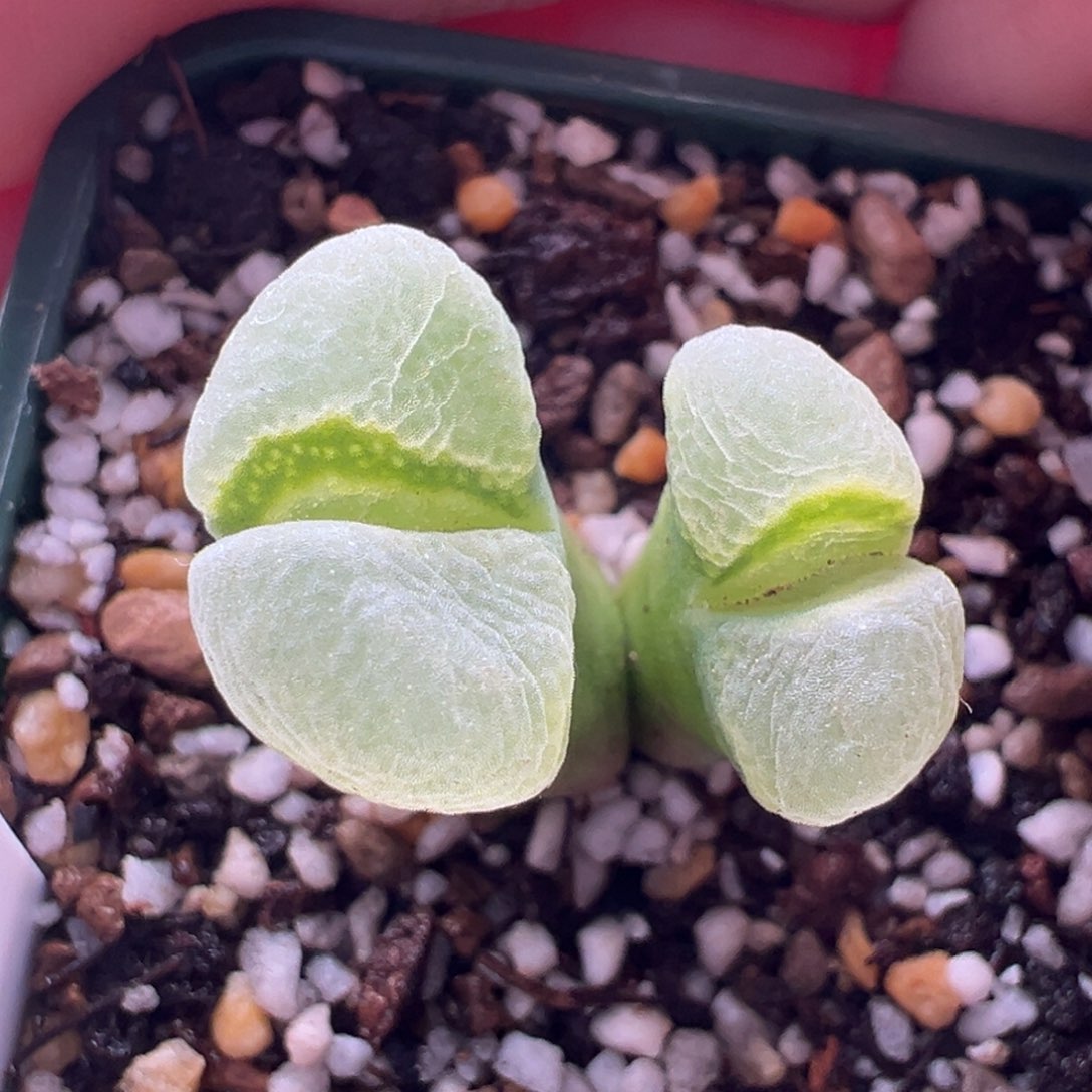 421。青蛙种源SH639风铃母本 多肉植物