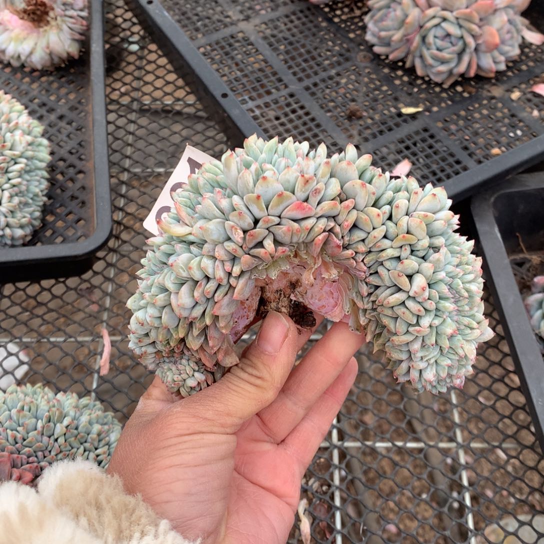 291橙子缀化多肉植物