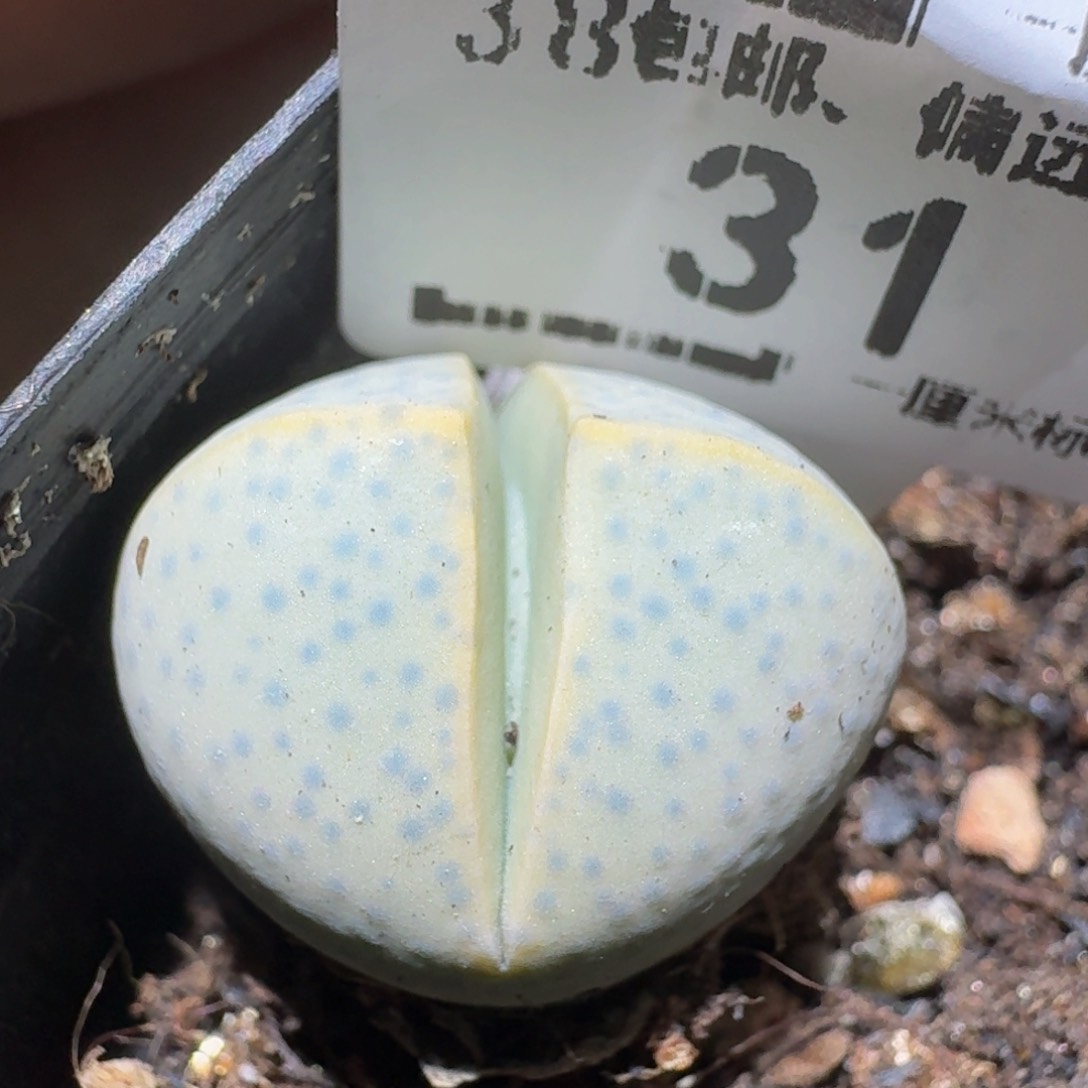 zzzz生石花肉锥31
