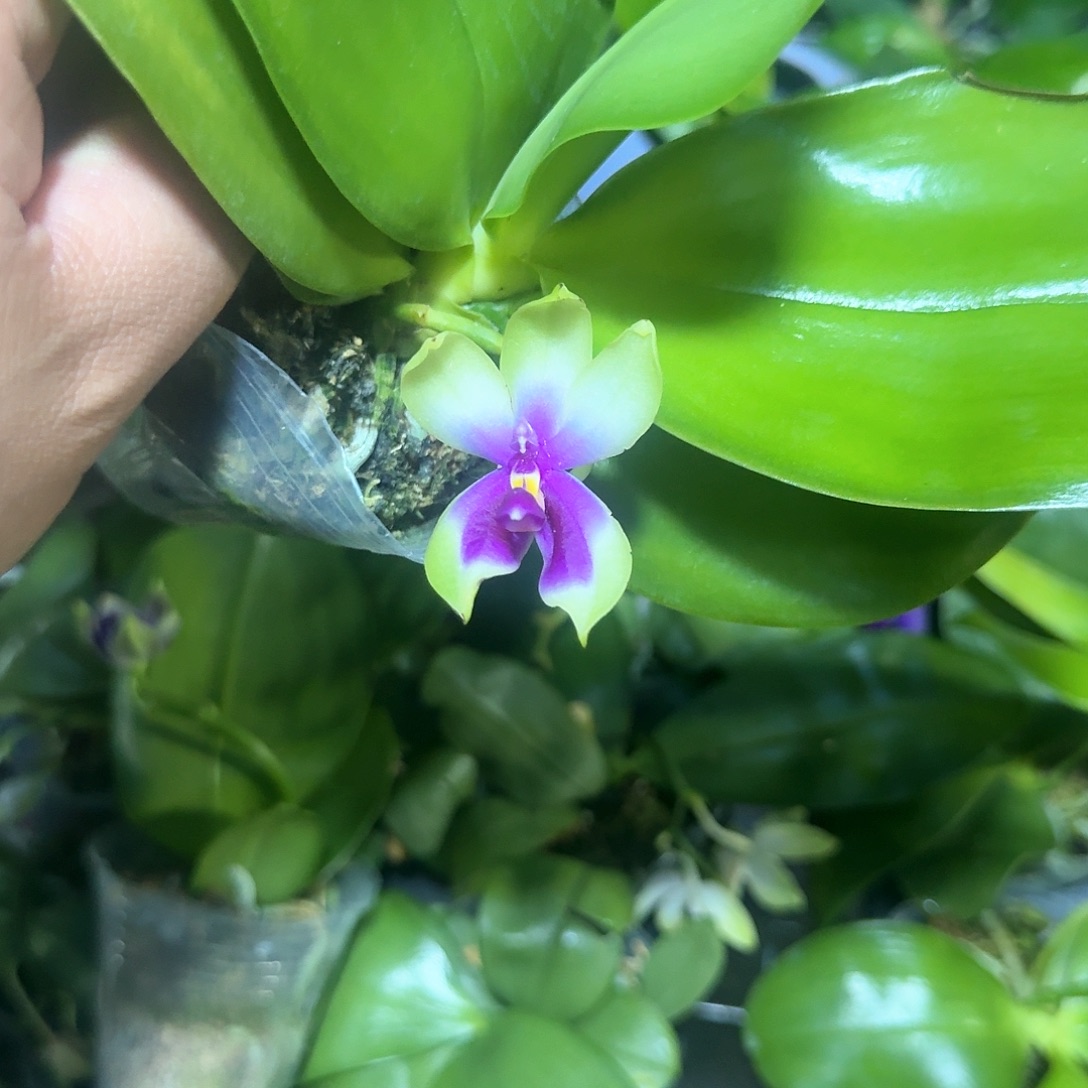 当前无花栽培后可以开花贝盲盒2棵组合2.8寸