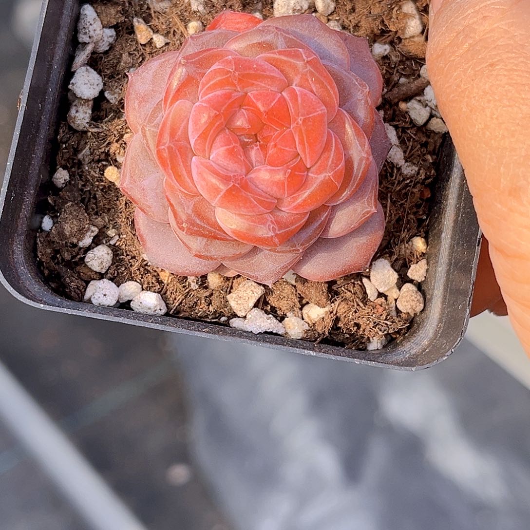 485天使灵姬  满18包邮 