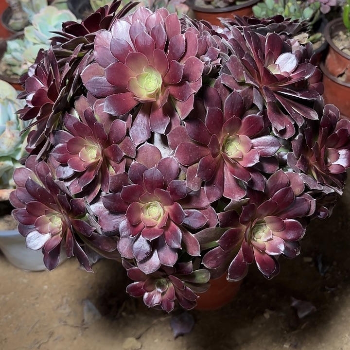 多肉植物荷兰玫瑰25