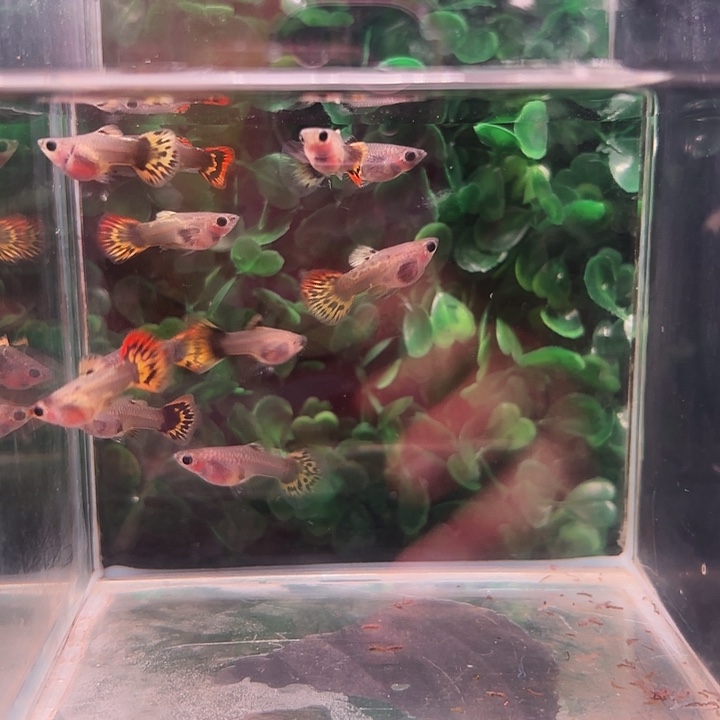 孔雀鱼卡曼橘小蜜蜂12条