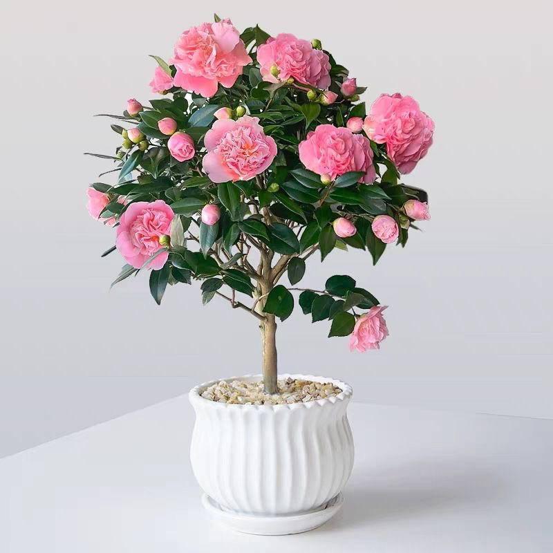 （香妃茶花）室内室外种植