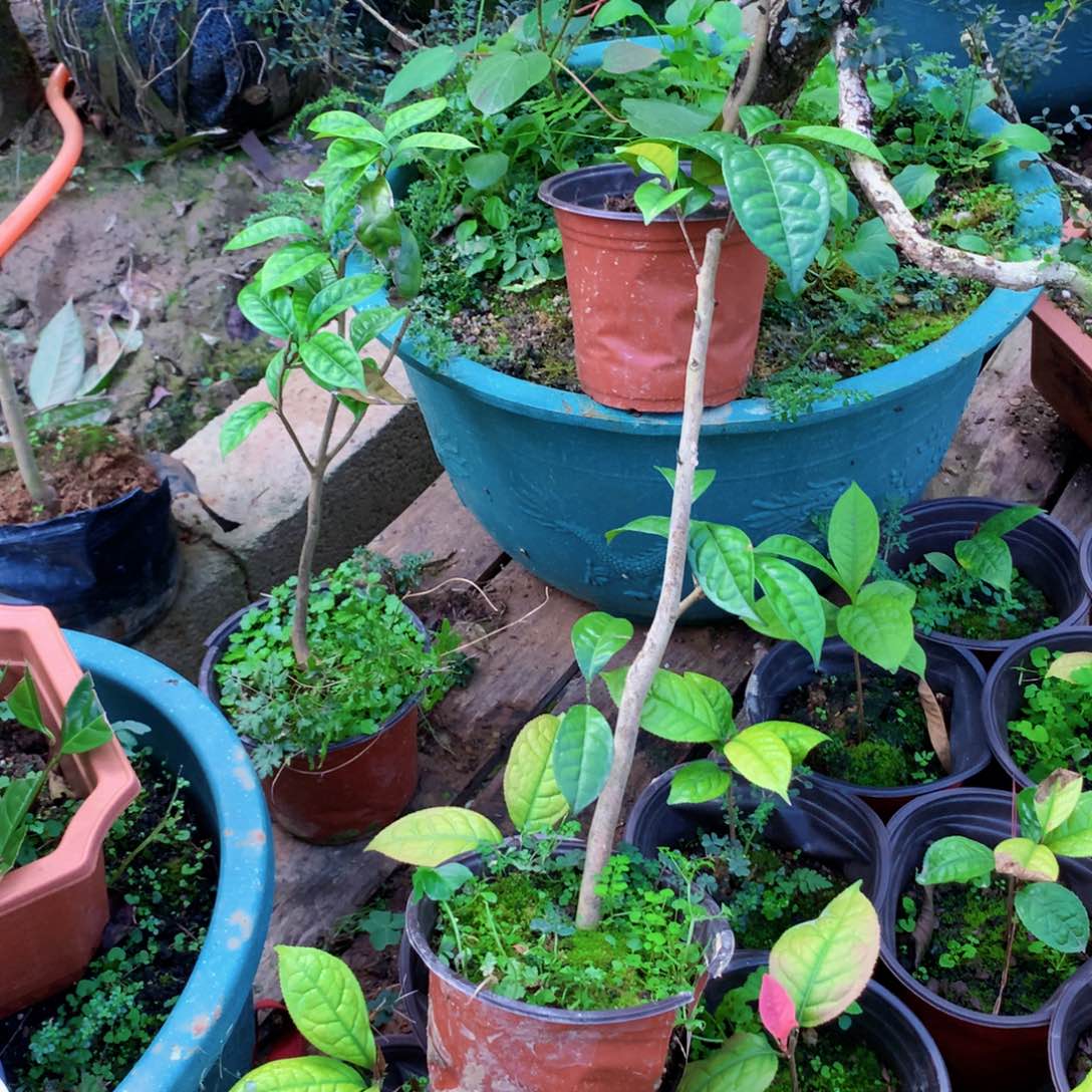 岁***歌无花朵青衣金花茶