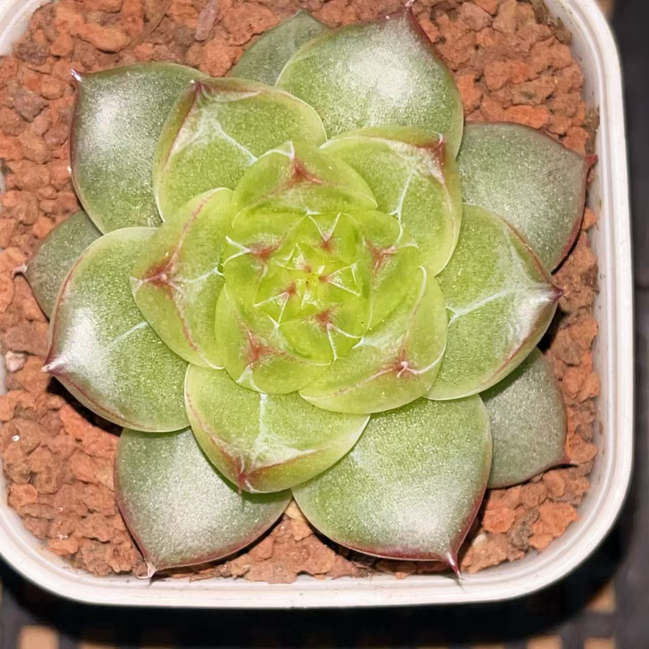 J134 得意多肉一颗 4.5-5厘米