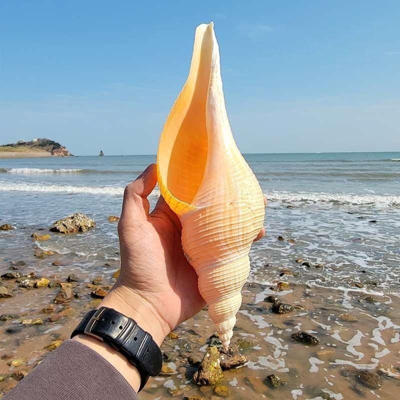 天然超大海螺号角吹响螺标本长香螺贝壳摆件鱼缸造景布置