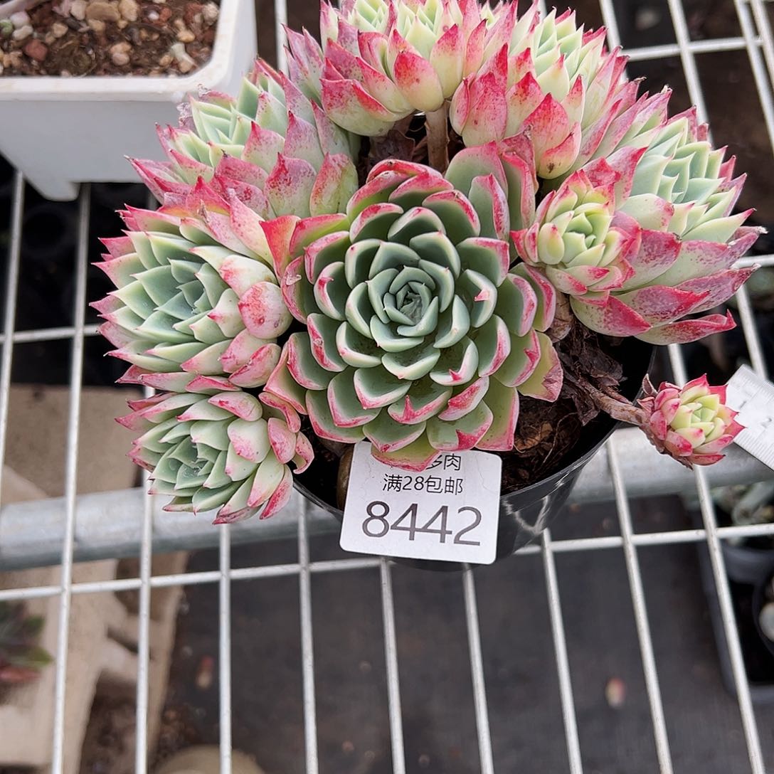 9号妤*?我们的确是一个8442