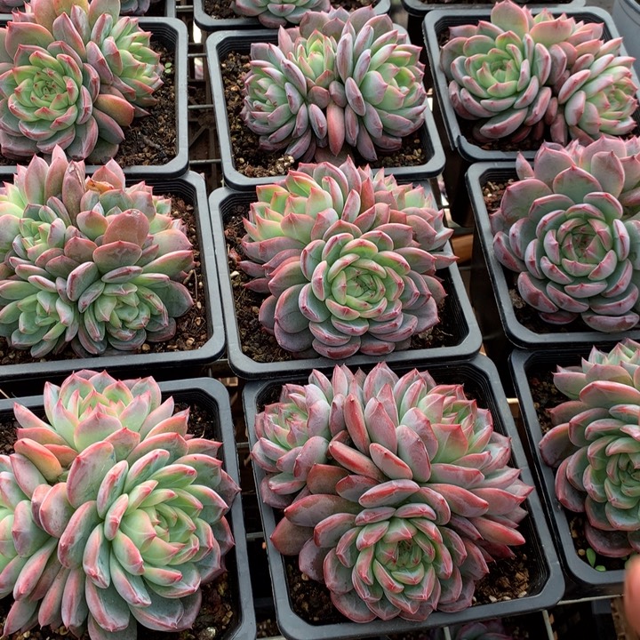 群生红鸾多肉植物两单包邮