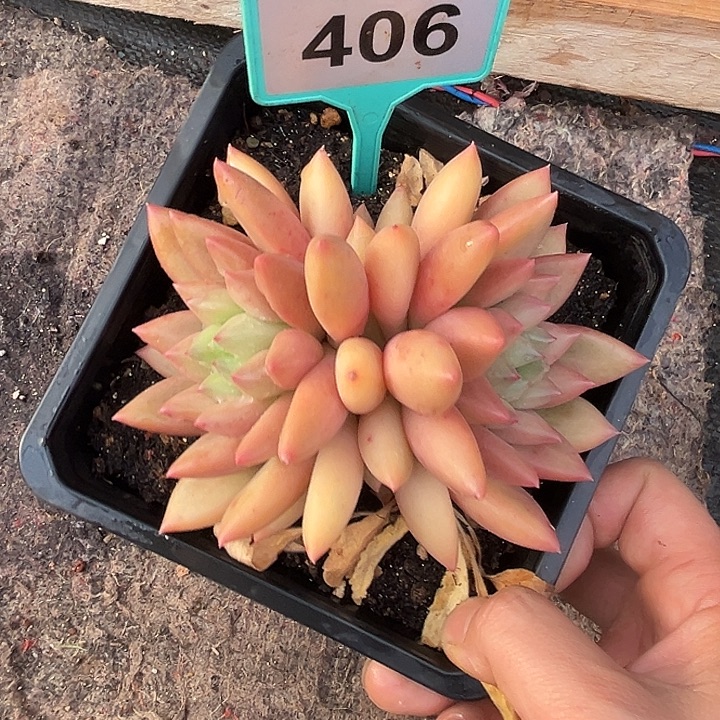 多肉植物米其林406