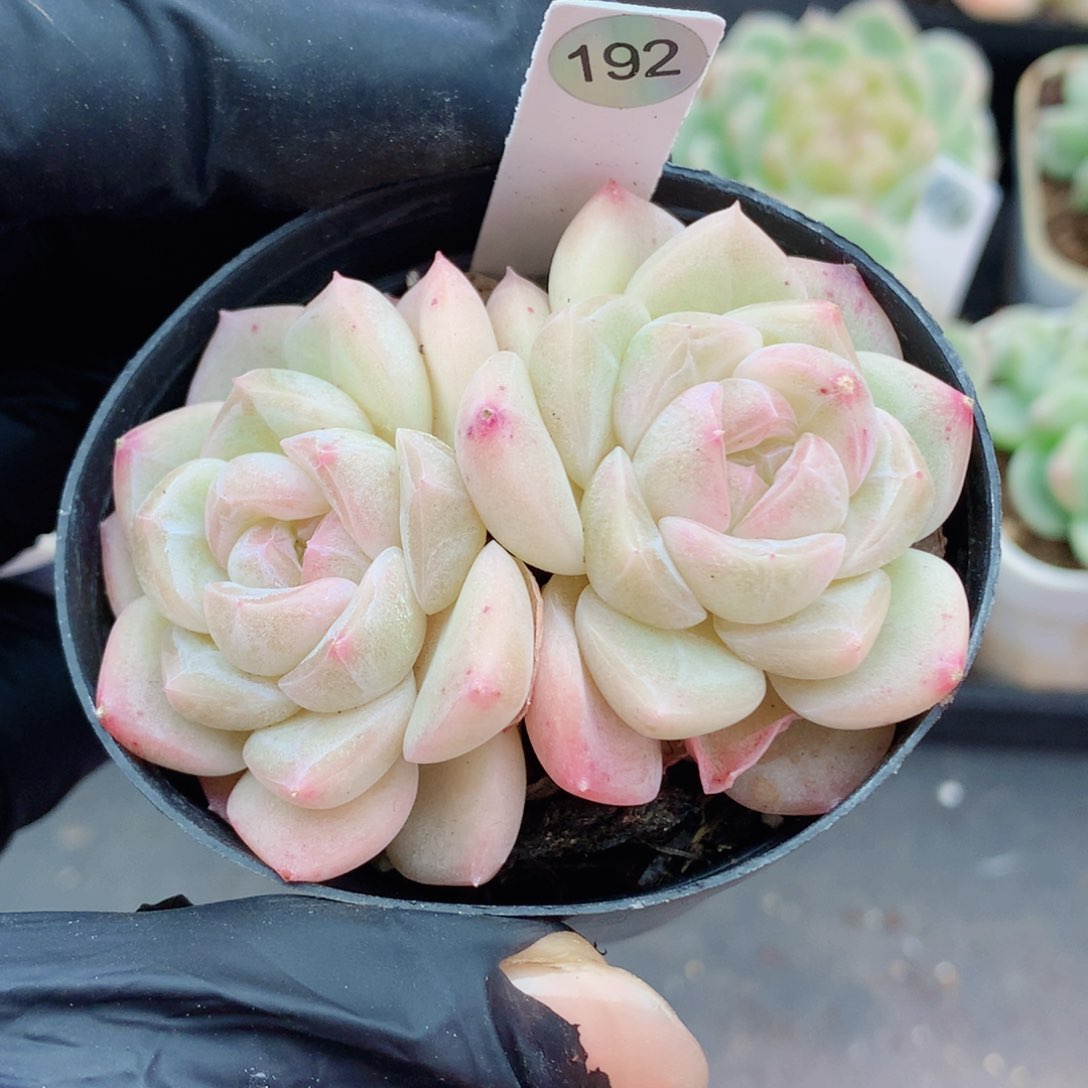 糖心58包邮  群生不包整192