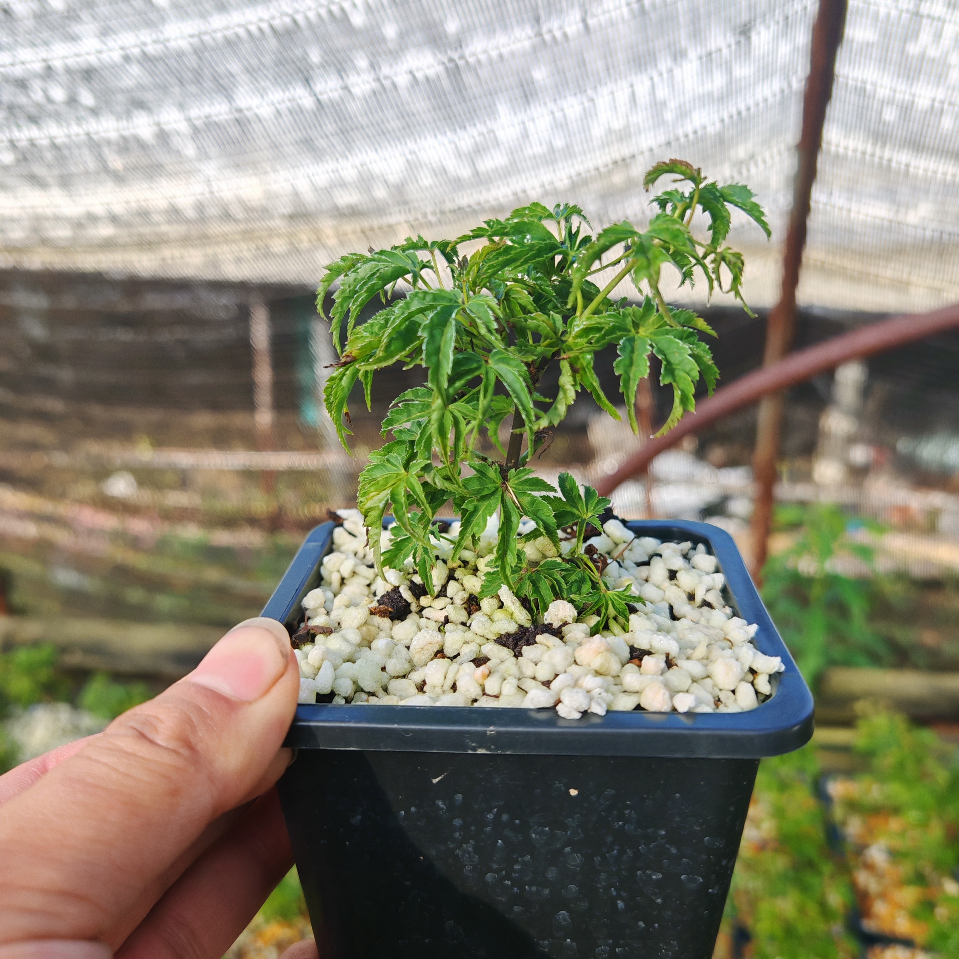 原生狮子头枫树（非八条根）