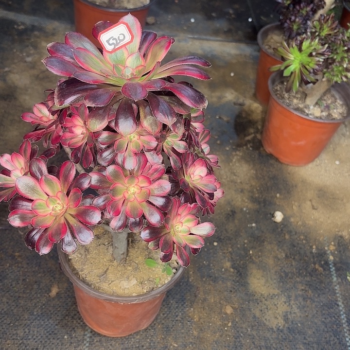 香奈儿520多肉植物