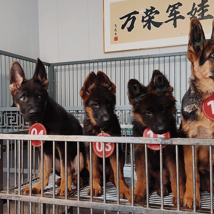 3个月疫苗齐全弟弟妹妹