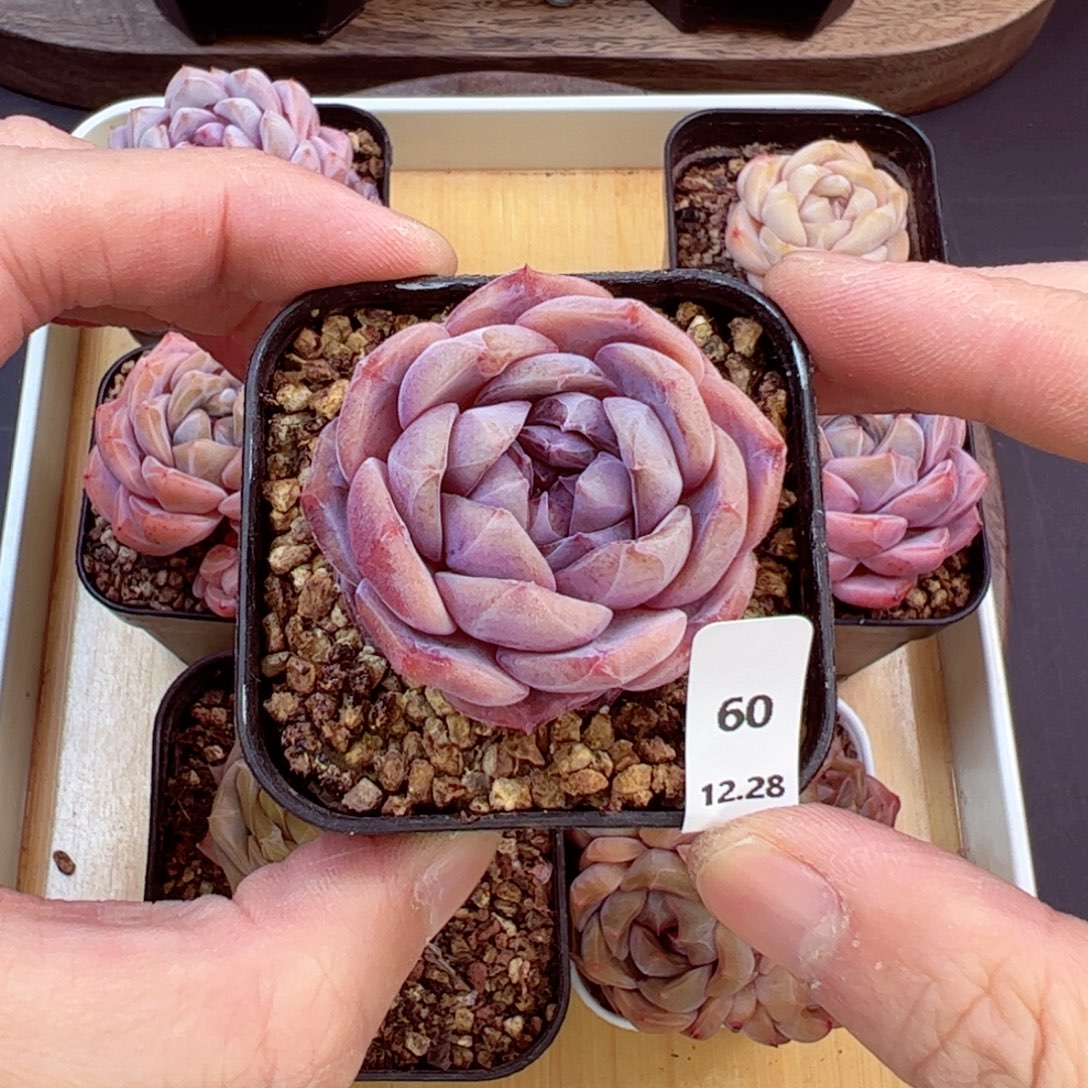 好好看60、哈哈哈哈