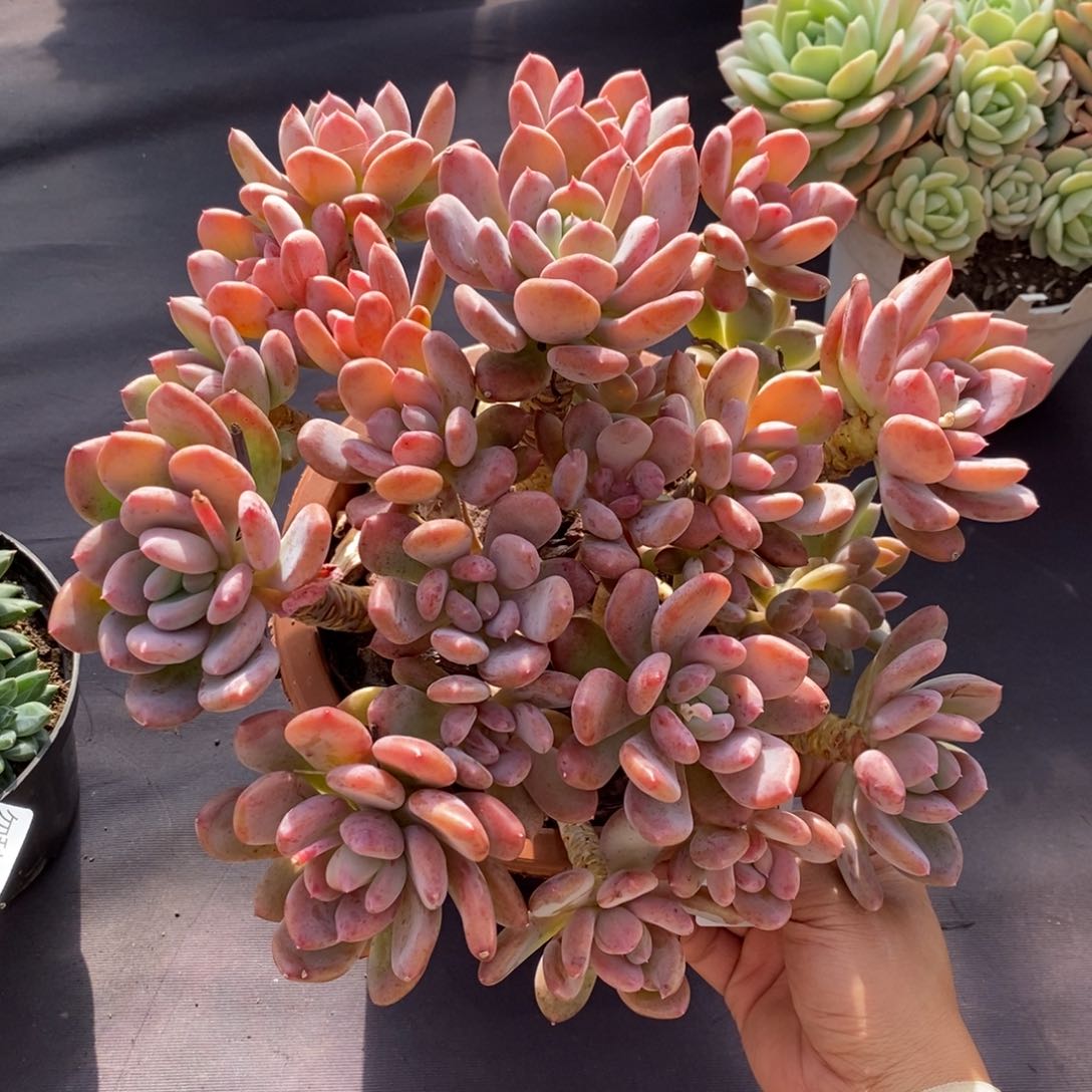 两单包邮1230-58灰姑娘