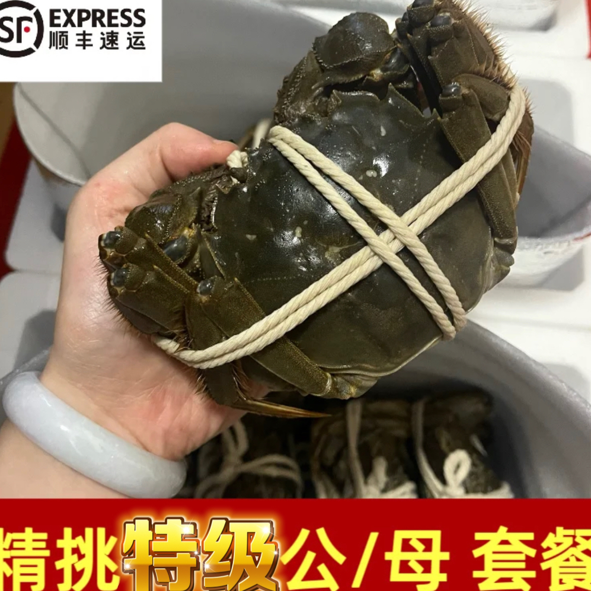 【活蟹】江苏固城湖大闸蟹公蟹4.9-5.2两5/8/10只
