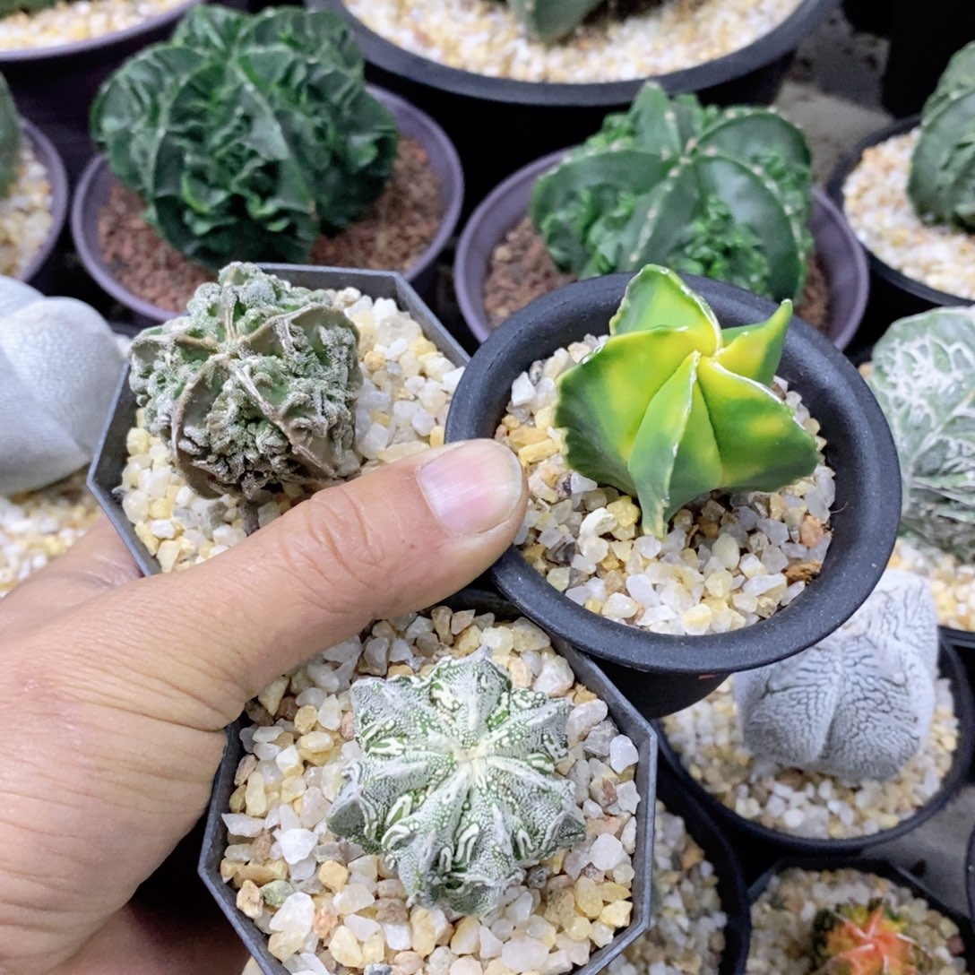 你***注仙人球3个实生核桃带盆