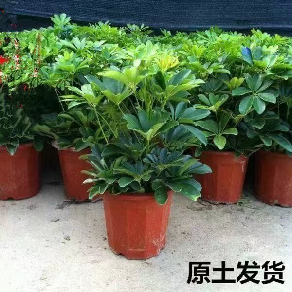 八方来财鸭脚木盆栽绿植适合客厅摆放美观又招财
