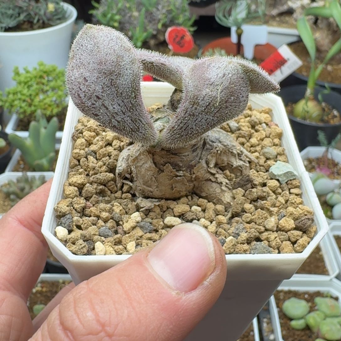 薛辉不包掉叶多肉。