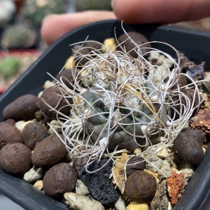 【闪购商品】牙城丸