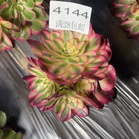 倾城多肉多肉4144
