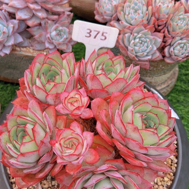 健健康康平平安安