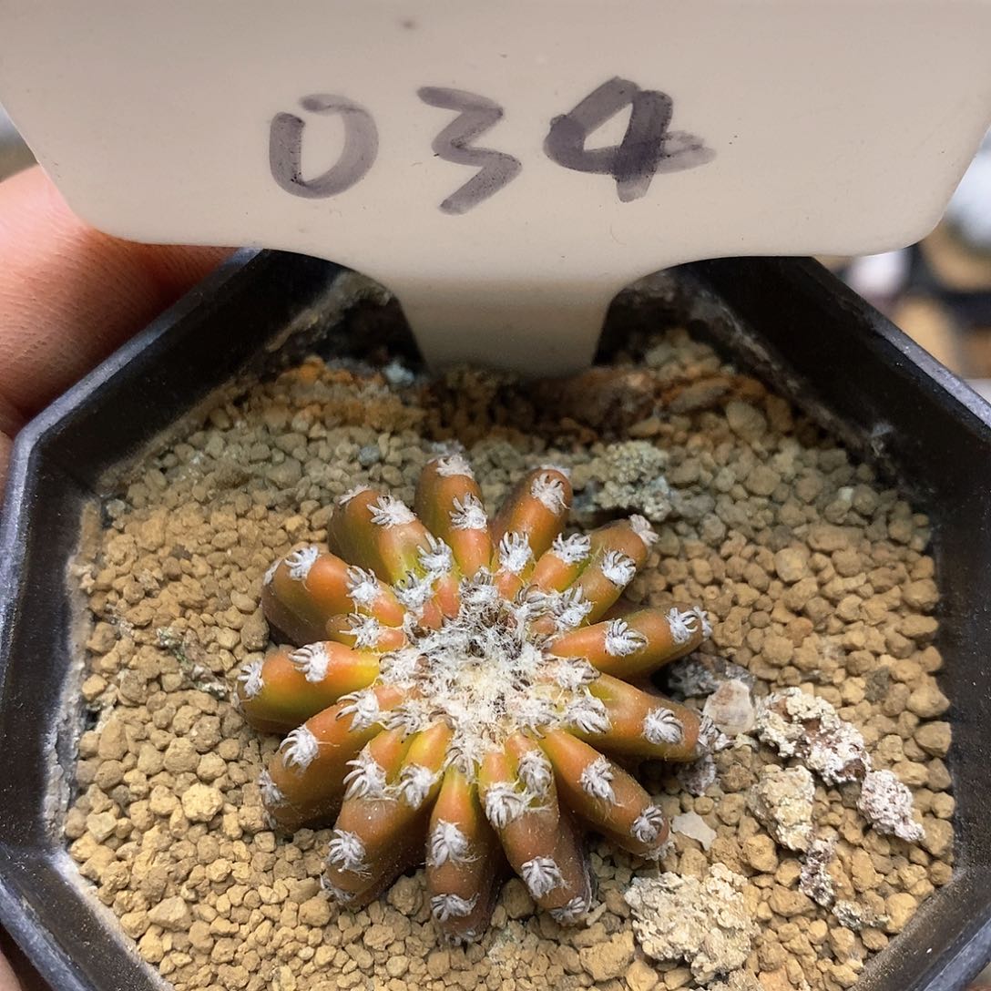 奇特球福利了特价来了