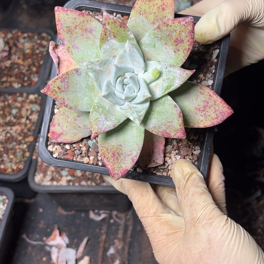 3883哈哈哈哈哈哈哈