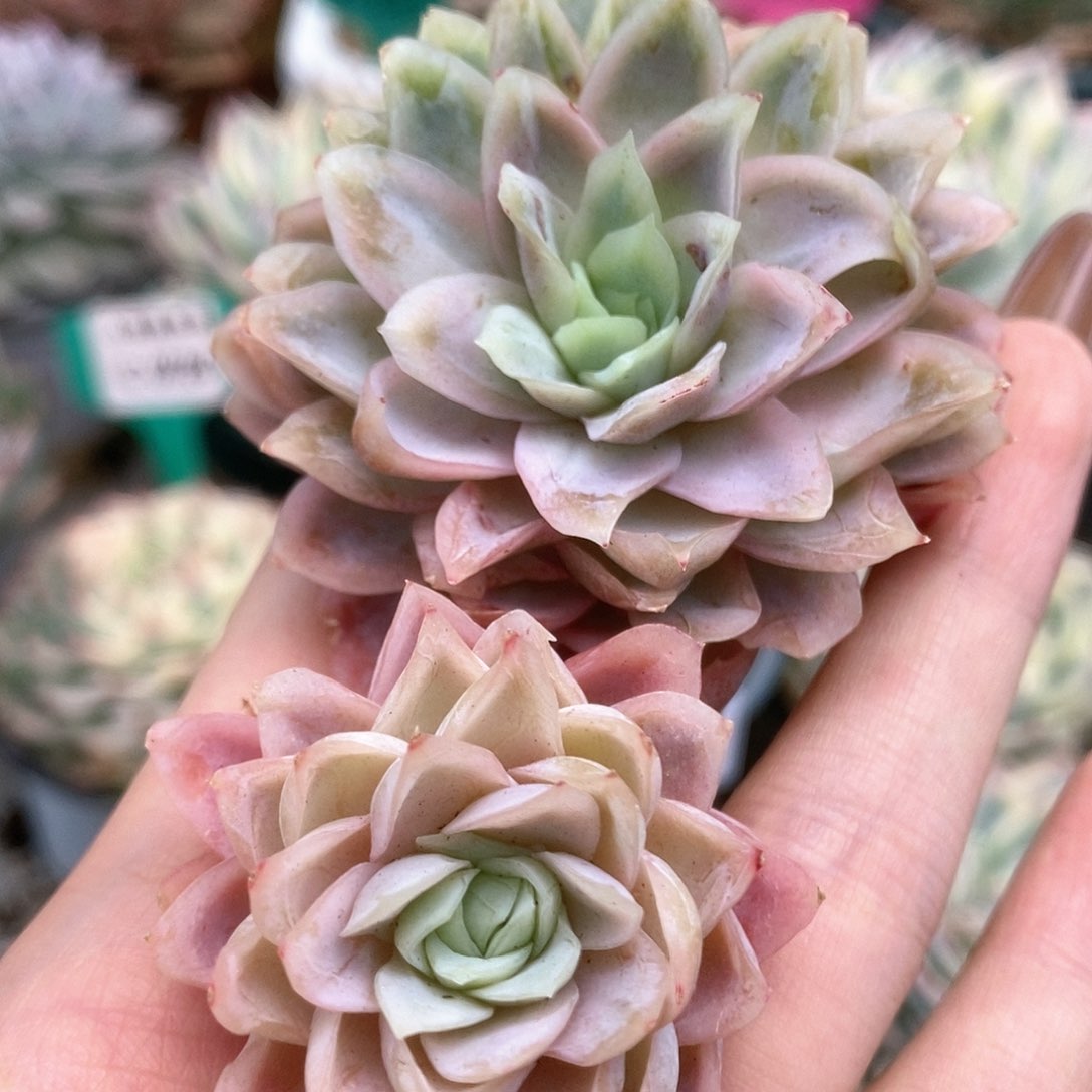 015冰玫瑰锦锦锦锦锦锦