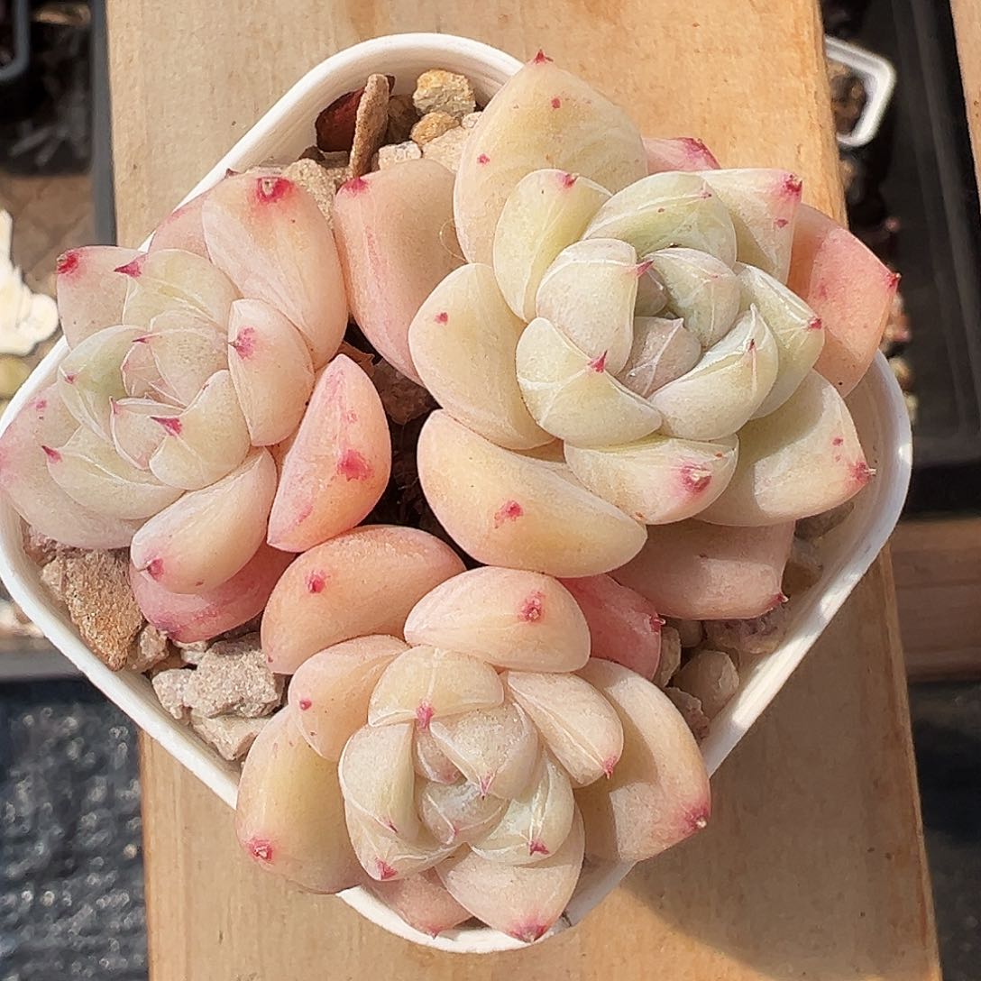 白泽3头老桩群生1245号