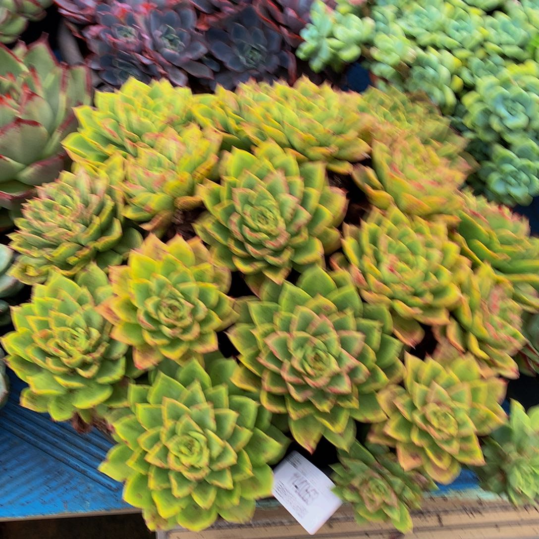 ৡ***º贝拉多娜14063多肉多肉鱼