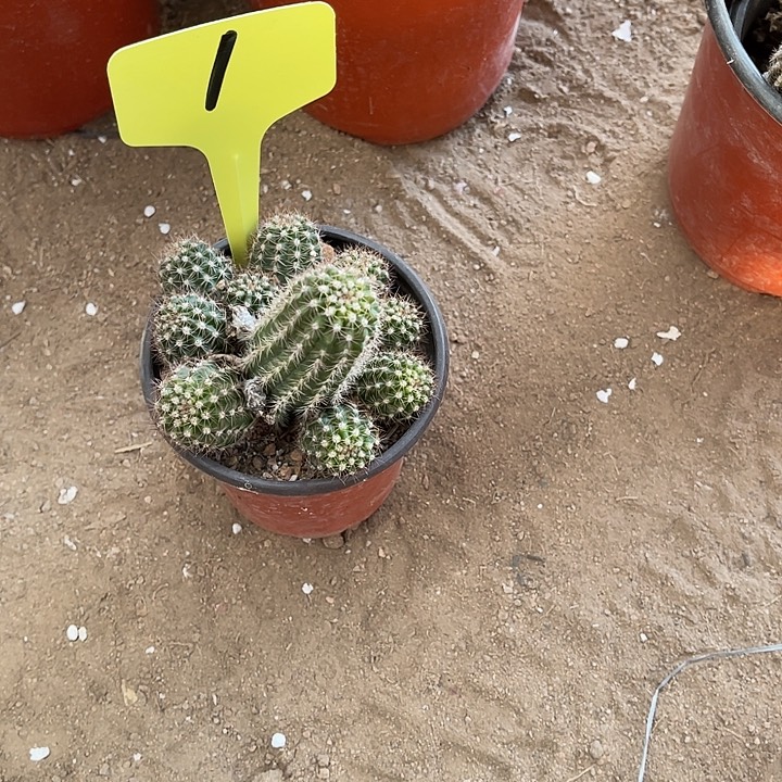 黄金白檀不包破损1号