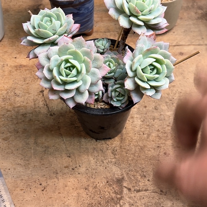 多肉植物，恋曲一颗