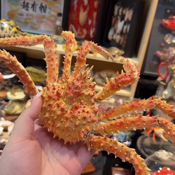 真实小帝王蟹标本