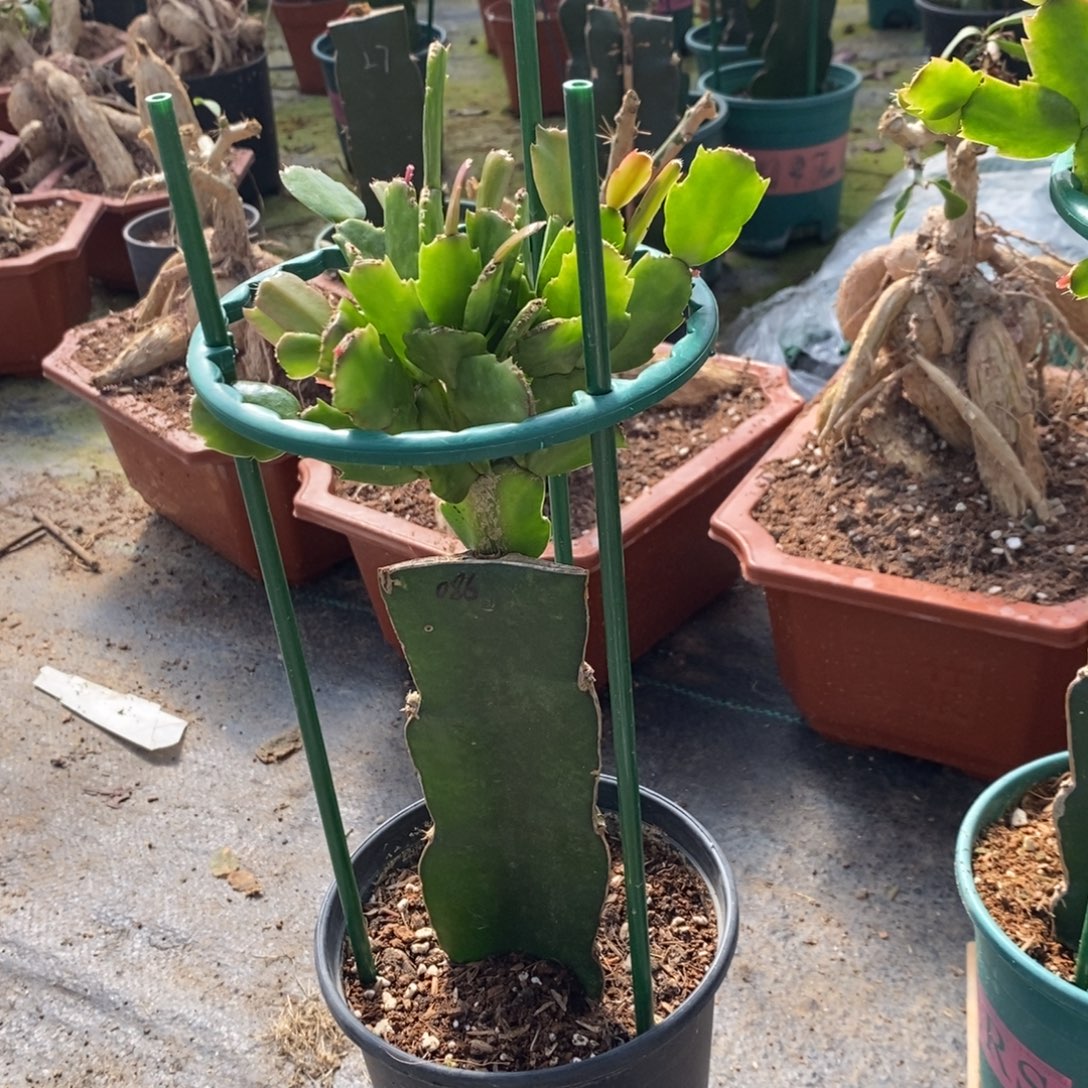 完全开放391嫁接086