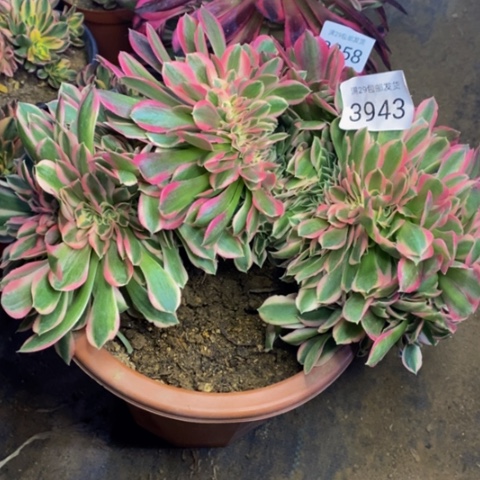 粉女巫多肉植物3943