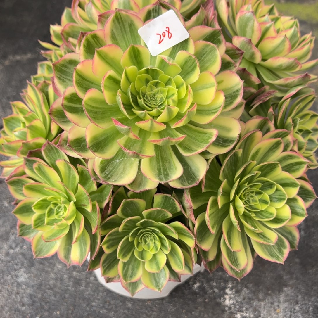 208彩灯多肉多肉多肉多肉