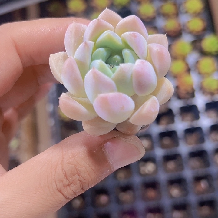 粉水晶精品多肉植物大战