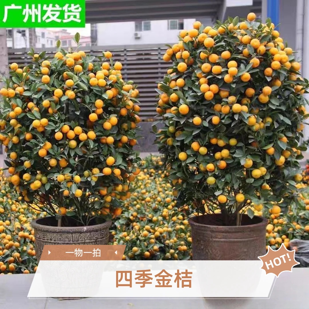 四季脆皮金桔一物一拍