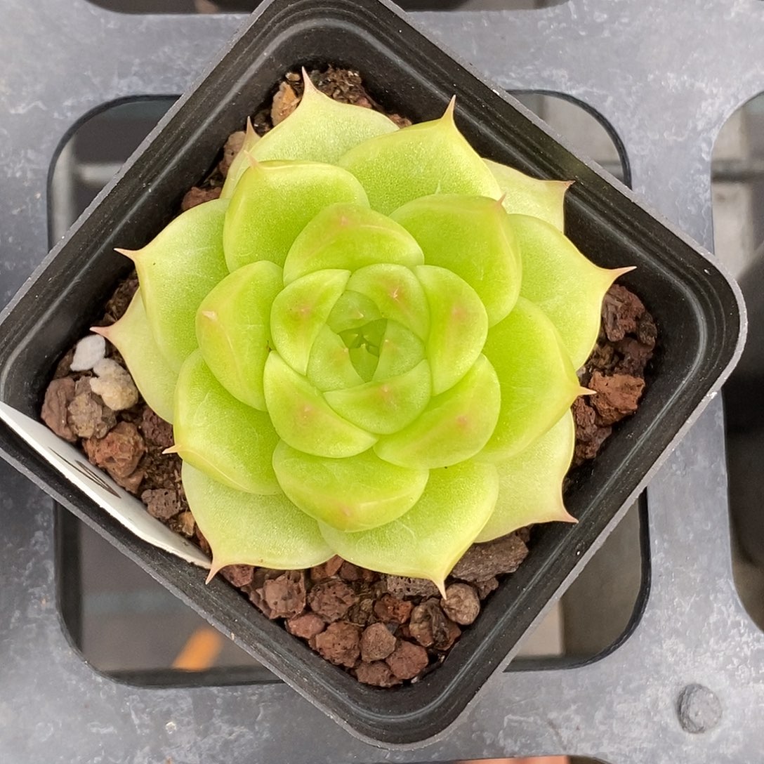 珍妮麦30包邮非偏远