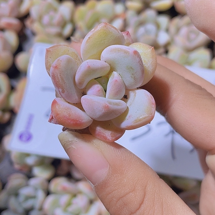 62精品香雪2米3颗