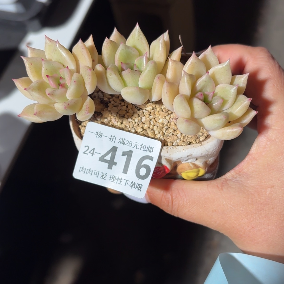 黄金璀璨无盆土发货无