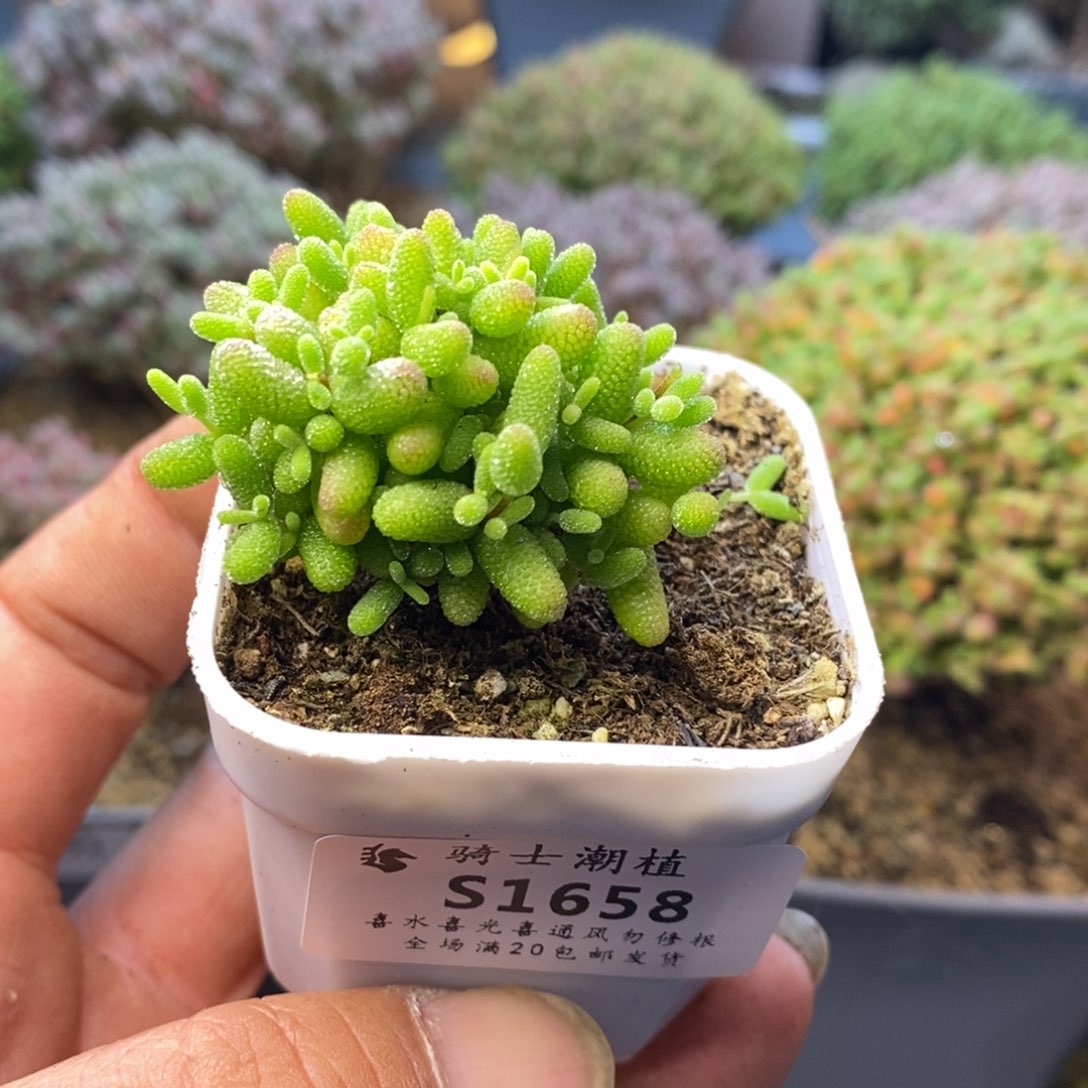 1658蜜橘糖球枝干