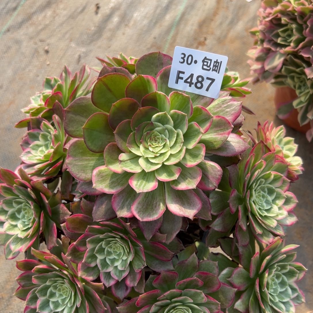 487荷花多肉法师