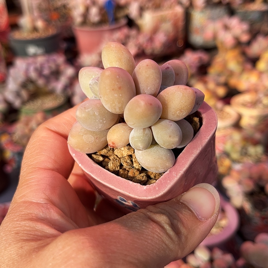 汤圆奶酪一物一拍带盆